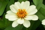 Thumbnail White flower