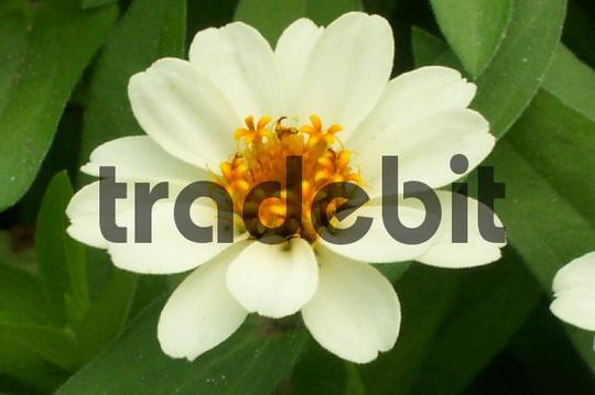 Product picture White flower